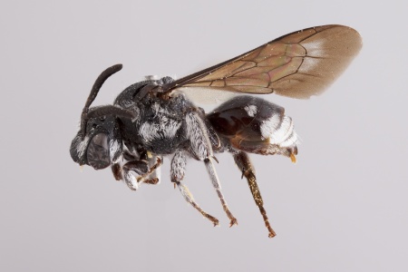 [Pasites male (lateral/side view) thumbnail]